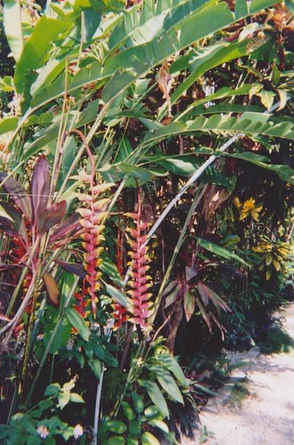 Banana blooms!