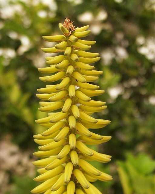 aloe-1