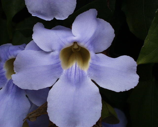 bl-orchid