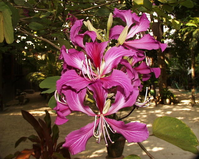 orcid-tree