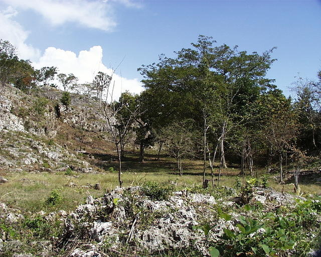 Pineapple-field