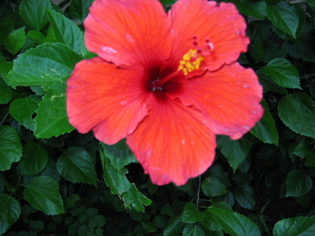 Beautiful flower