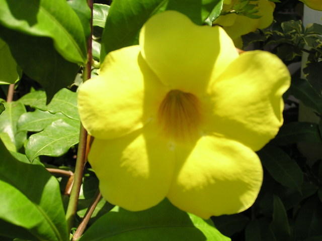 Pretty yellow flower
