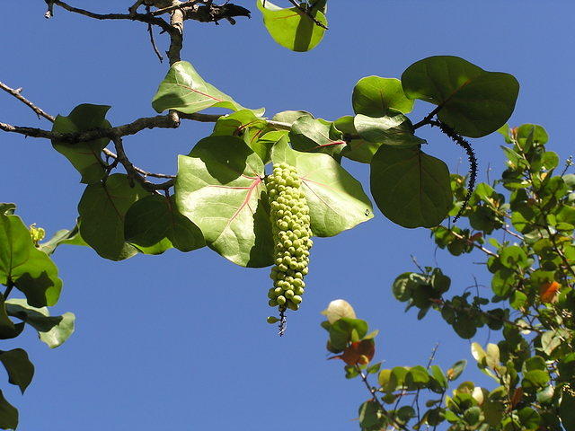 Sea Grapes