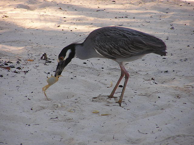 The Food Chain