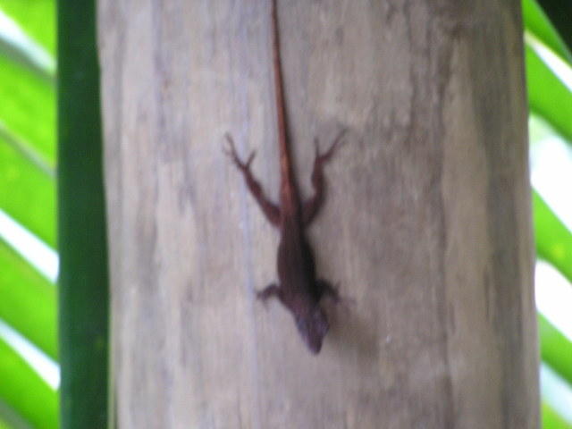 Lizard