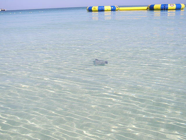 Sting Ray