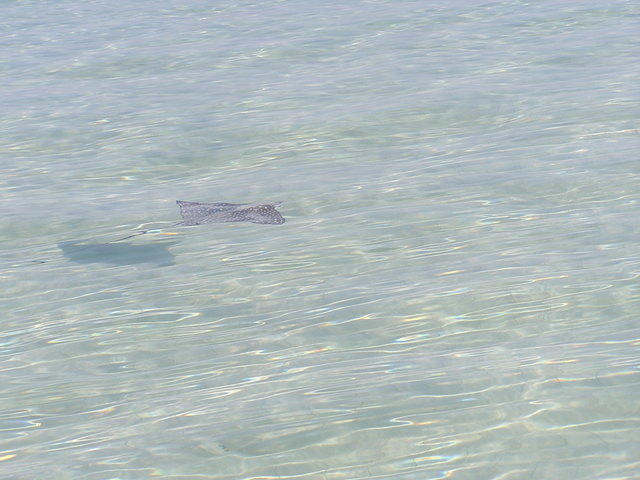 Sting Ray & Shadow