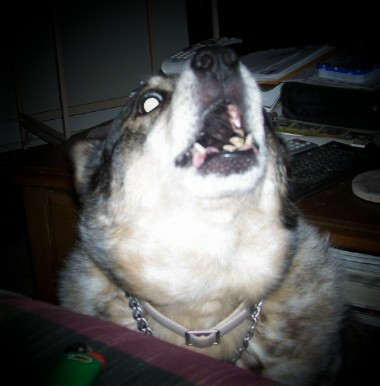spot light boomer