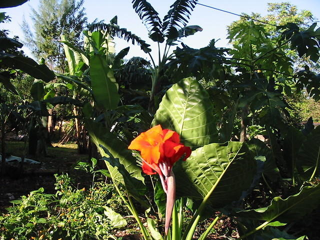 A morning flower from Sue's garden