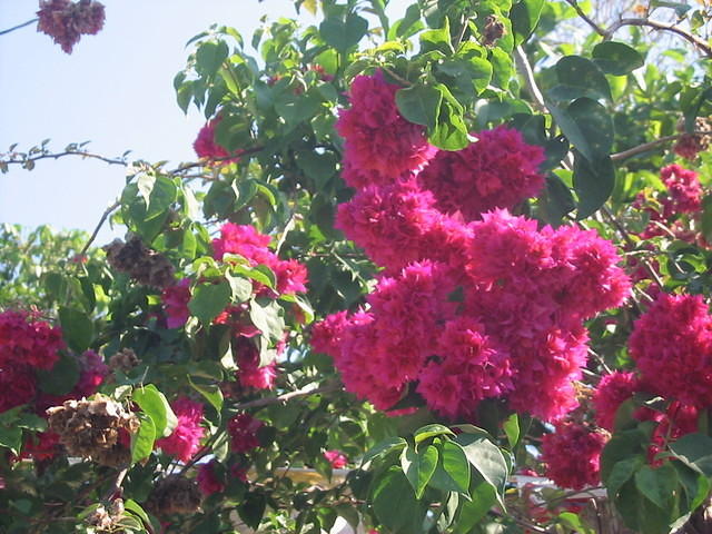 One of  Sue's favourites .. bourganvilla