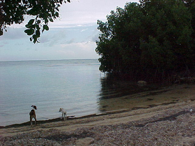 dogs by the water