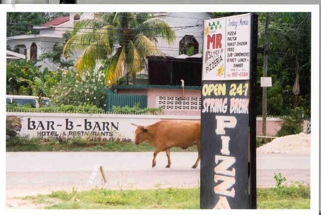 cow