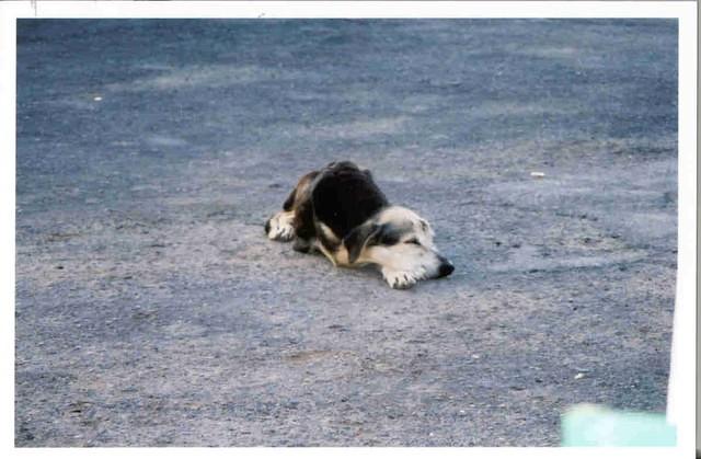 Sad Dog