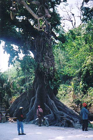 Cotton Wood Tree