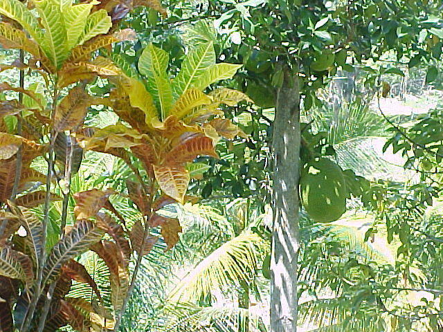 MVC_011F_005.jpg