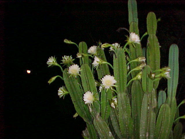 MVC_007F_003.jpg