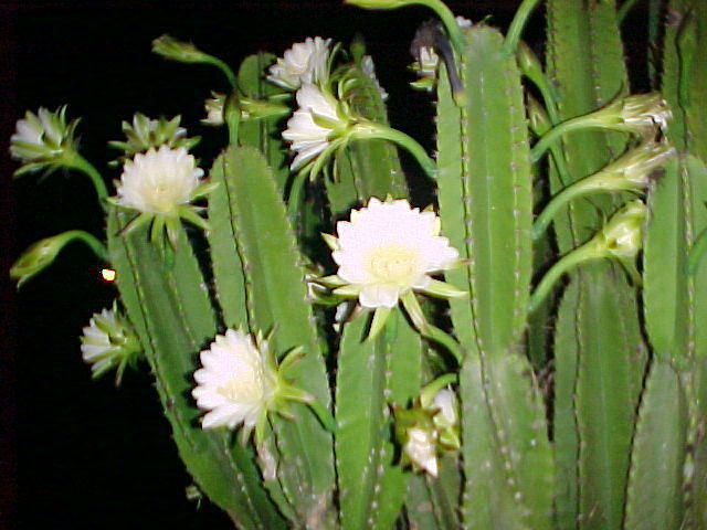 MVC_008F_001.jpg