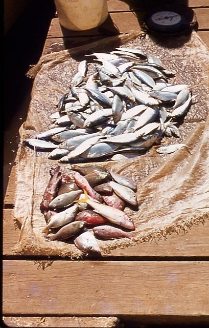 Small Fish in the Sav Market