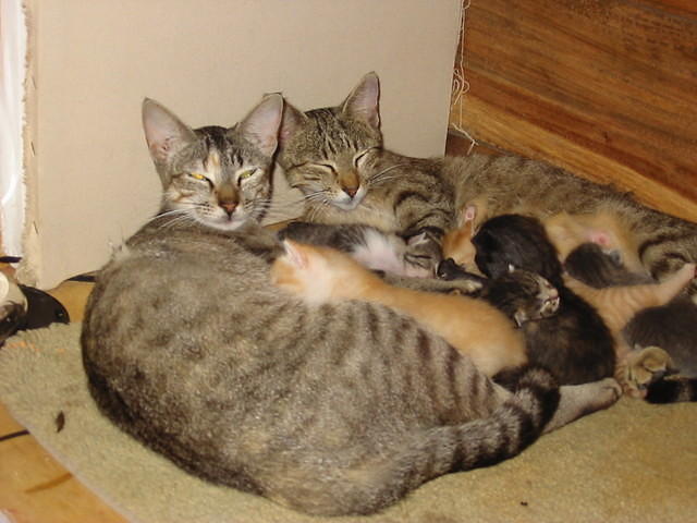 Our wild cats decided that inside the Half House was the safest place to give birth two weeks apart. Sensimilla & Hi Grade a