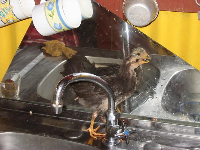 Cooking the rice n' peas for Sunday dinner in March then one of rasta stepfather's chickens came in to visit .. he found the the