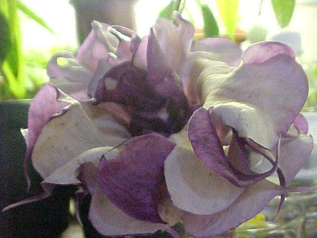 Mvc_003f_011.jpg