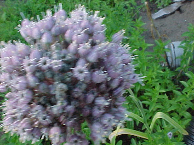 Mvc_011f_002.jpg