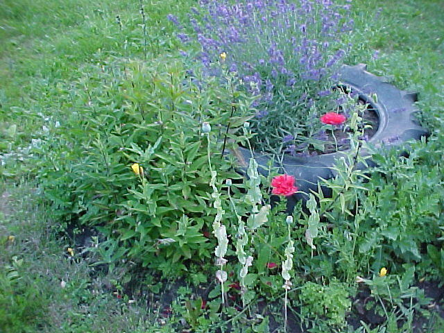 Mvc_003f_002.jpg