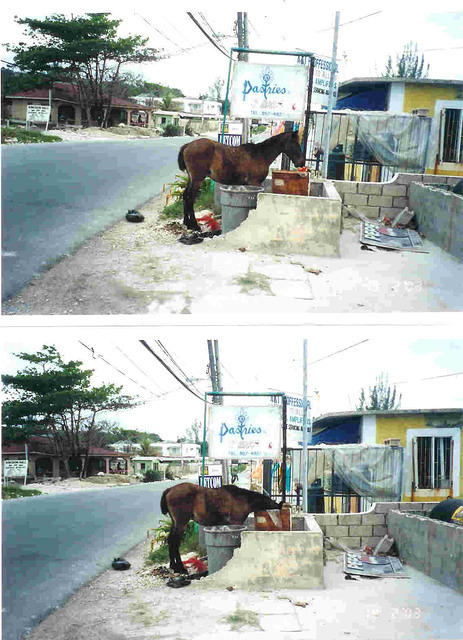 horse2.jpg
