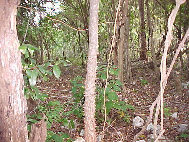 MVC_004F.jpg