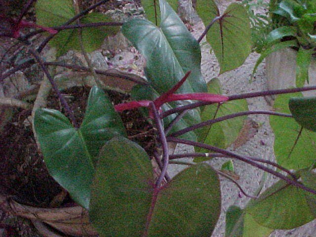 MVC-007F