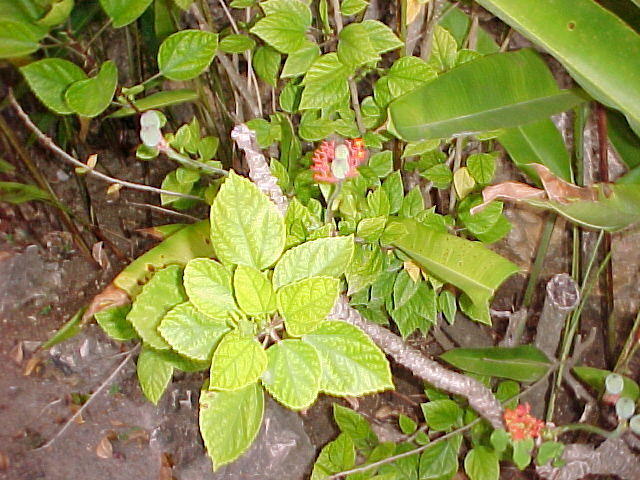 MVC-016F