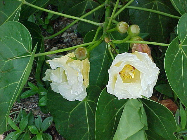 MVC_008F_005.jpg