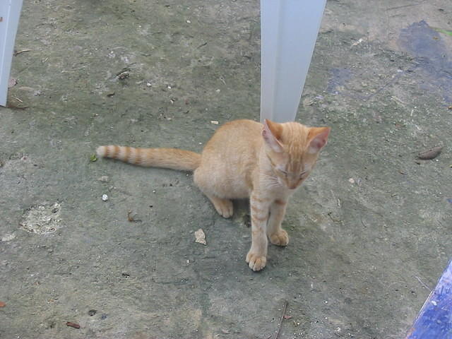 Mr Thomas II
