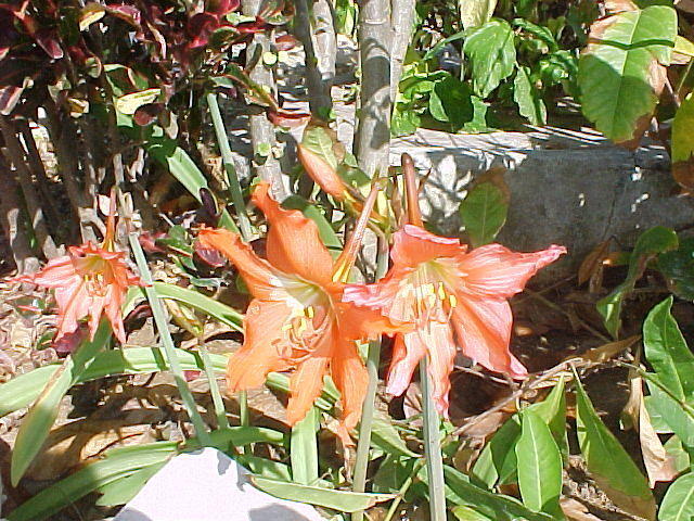 MVC_007F_005.jpg