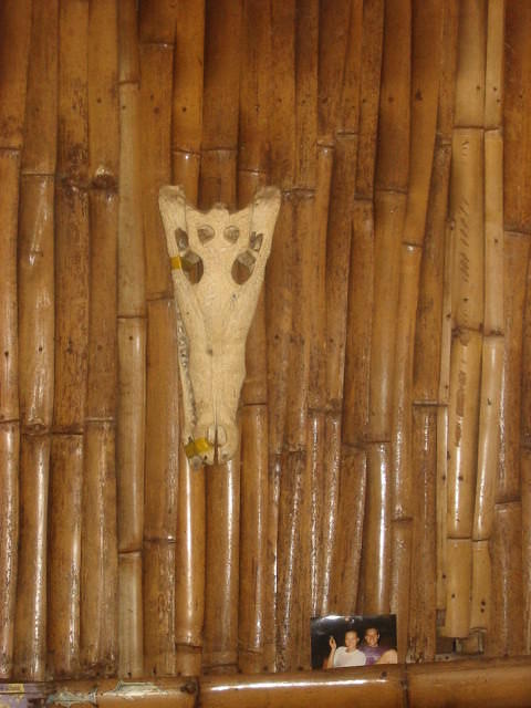 Alligator skull