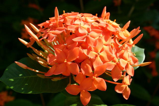 Beautiful flower #2