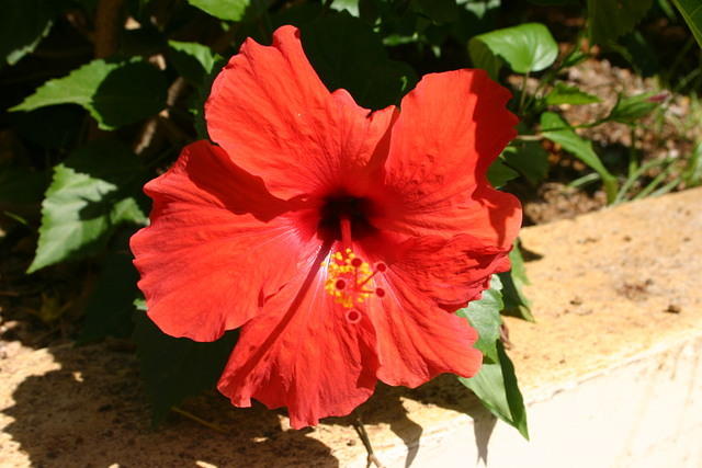 Beautiful flower #3
