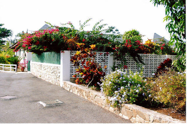 Flowers in White Sands driveway