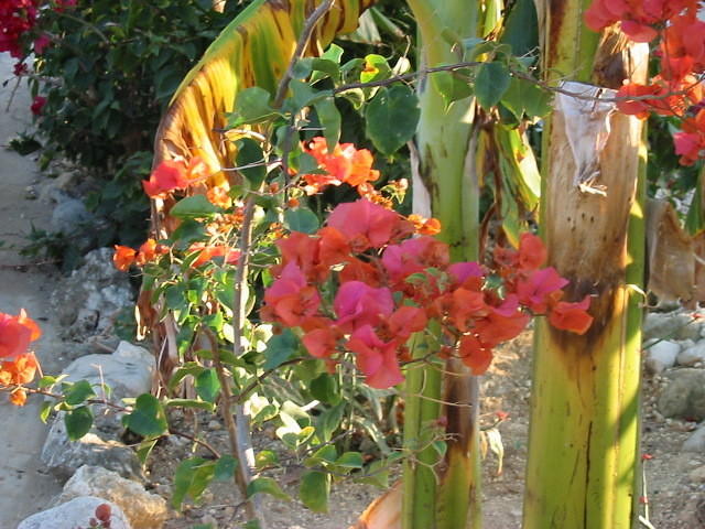 Ths bourganville is both orange & pink at the same time