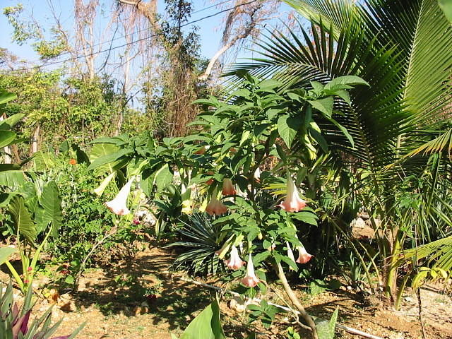 Angels bells again, truly amazing, they bud yellow & then open to the lightest pink