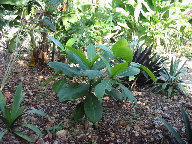 My new almond tree