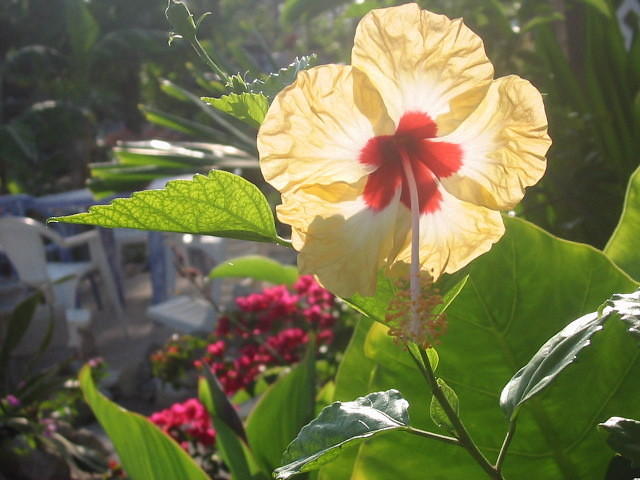 Hibiscus in 6am light