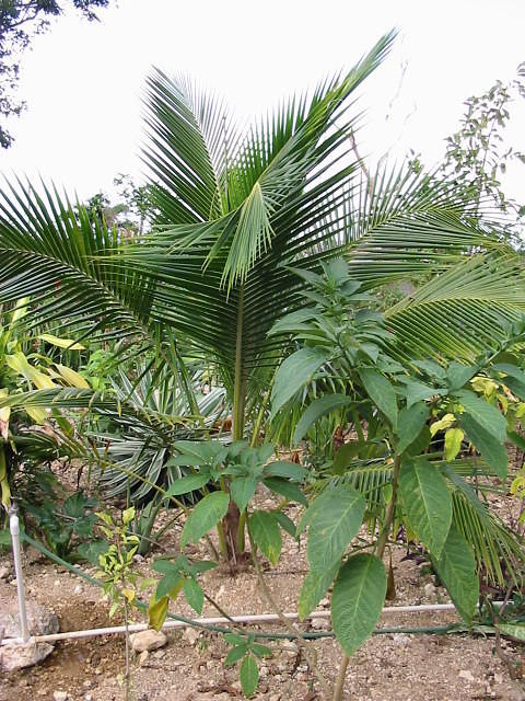Soon get coconuts?