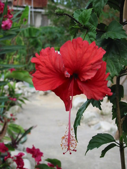 A double red hibiscus or 'Shoe Black' as Jamaican's call it