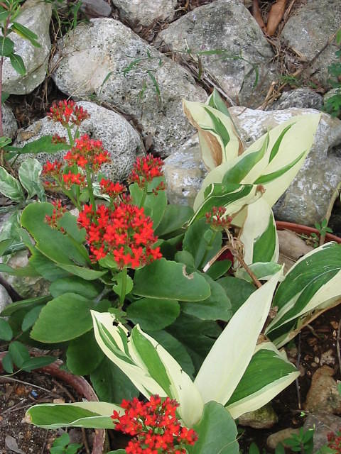 Varigated leaves and another one of Jamaica's Christams red flowers