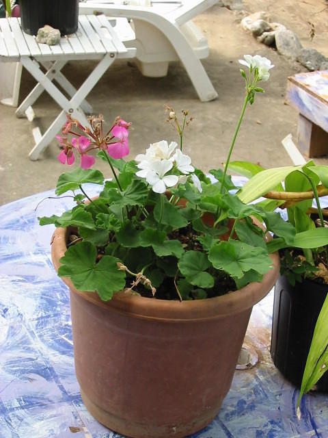 English Geraniums carried back as tiny cuttings in November last year already in bloom