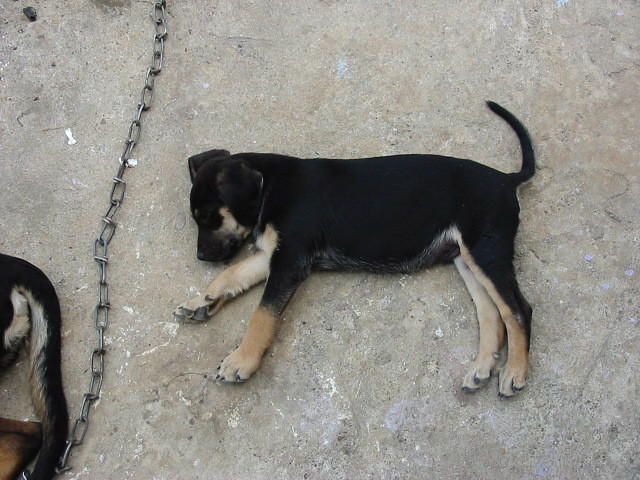 Red Stripe Beer at 6 weeks with his 'belly full' too.