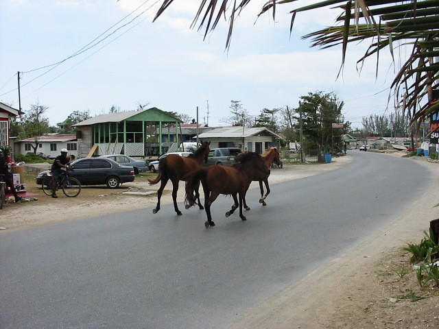And yesterday it was horses!
