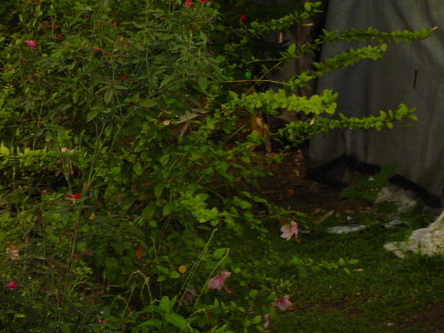 Dsc00330.jpg